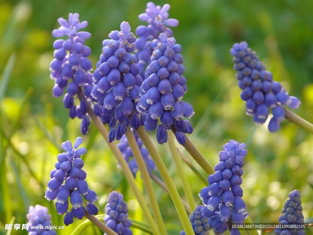 紫色葡萄风信子绽放美景