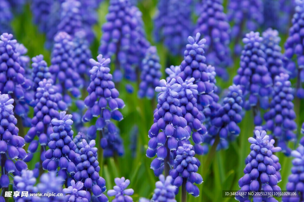 紫色风信子花海