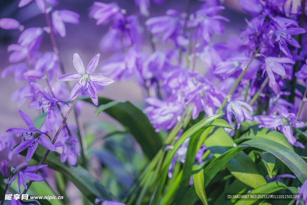 紫色优雅兰花绽放