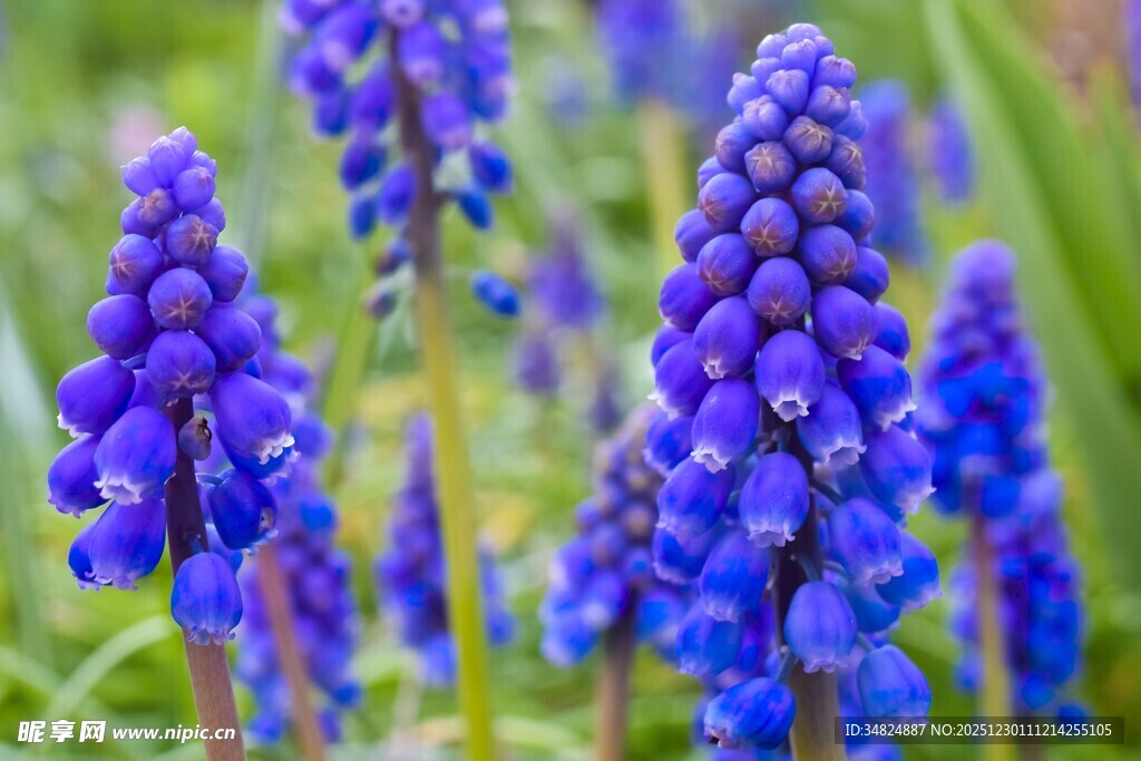 蓝紫色葡萄风信子绽放