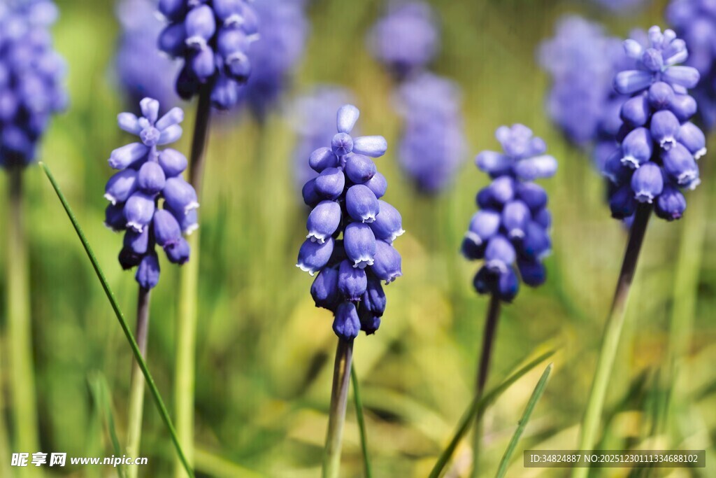 蓝紫色风信子绽放美景