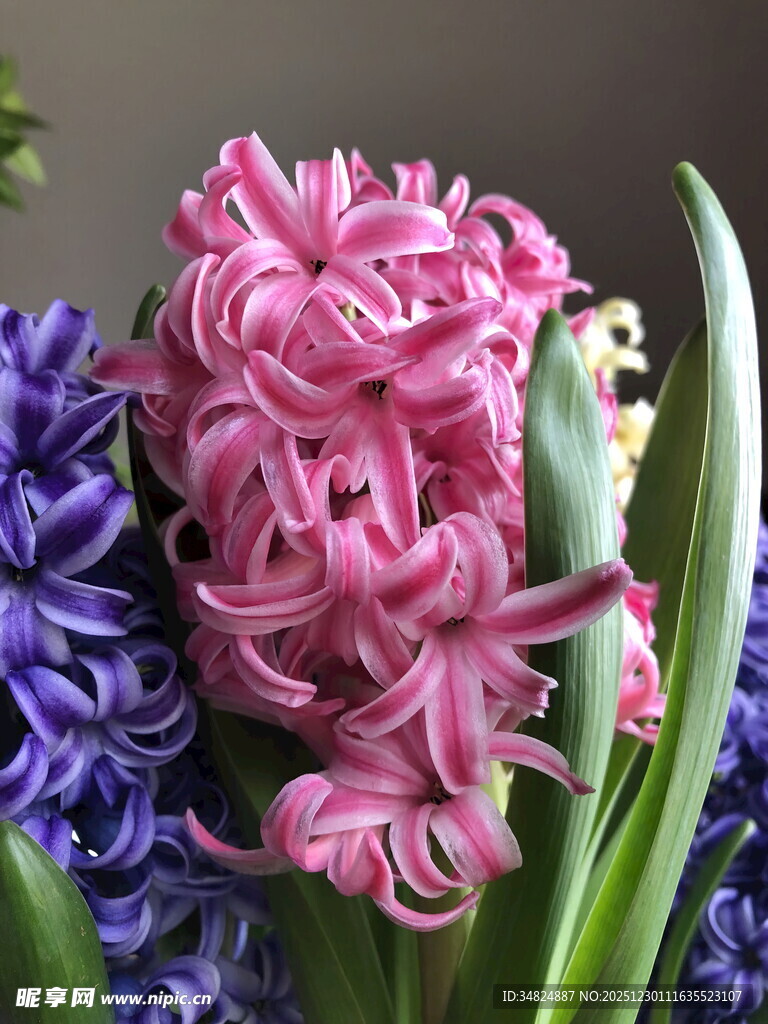 风信子花卉特写