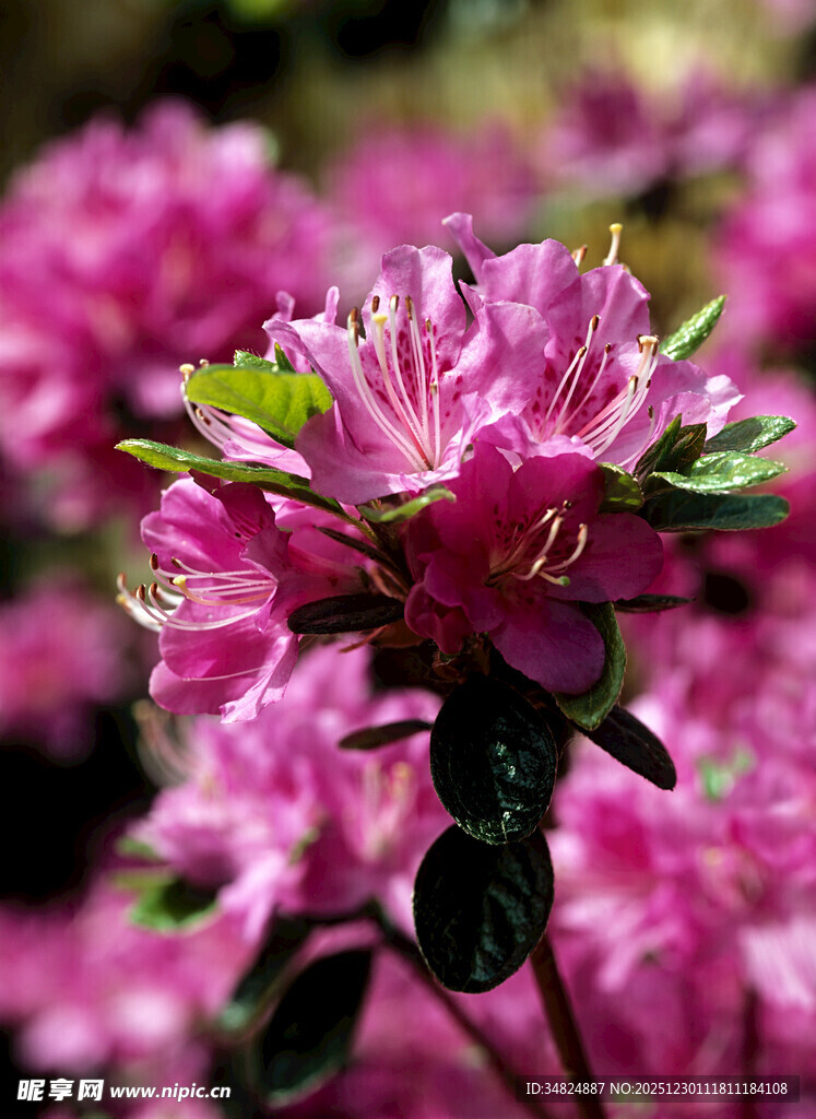 娇艳盛开的粉色杜鹃花