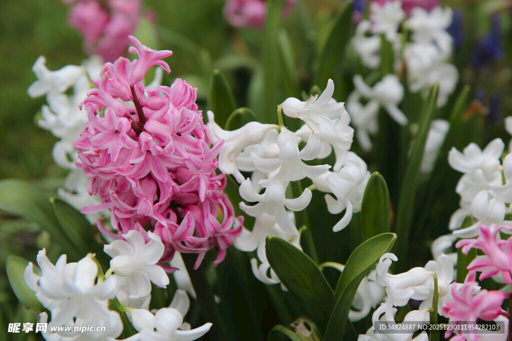 多彩风信子绽放