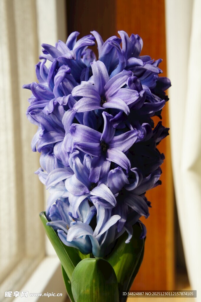 紫色风信子特写