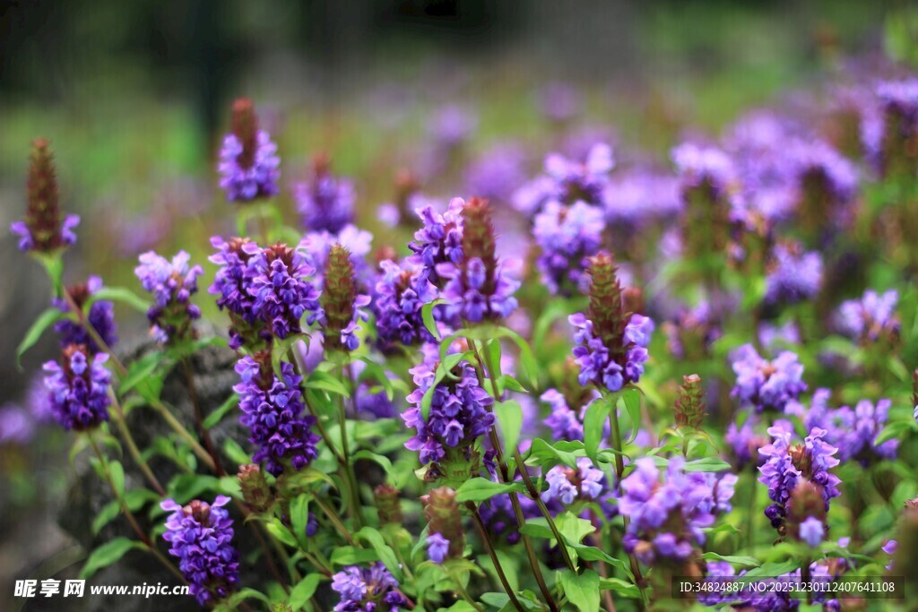 紫色花卉绽放的美丽景致