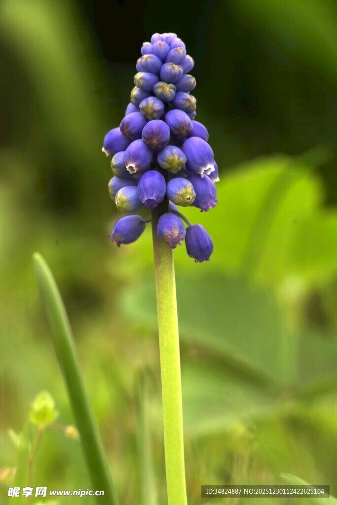 紫色葡萄风信子特写
