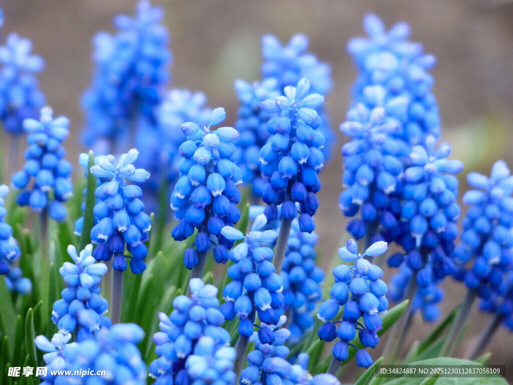 蓝风信子绽放的美丽瞬间