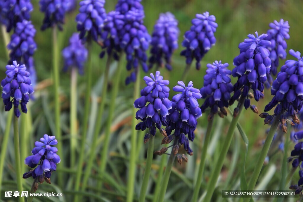 紫色葡萄风信子绽放美景