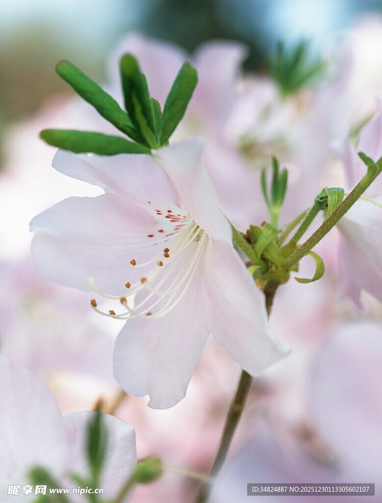 粉嫩杜鹃花特写