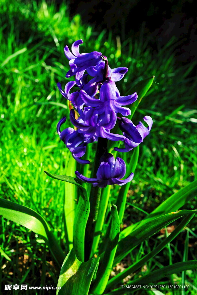 紫色花绽放于翠绿草丛