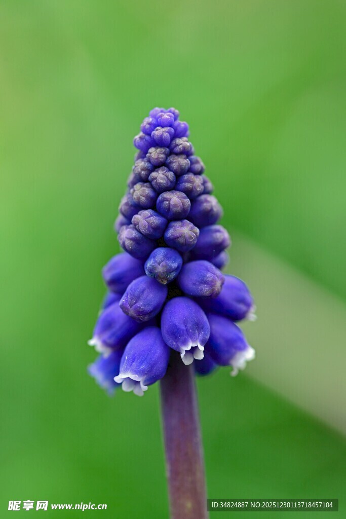 蓝紫色葡萄风信子特写
