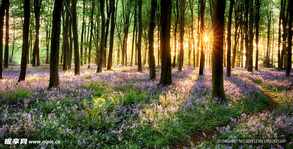 阳光洒落的梦幻森林花谷