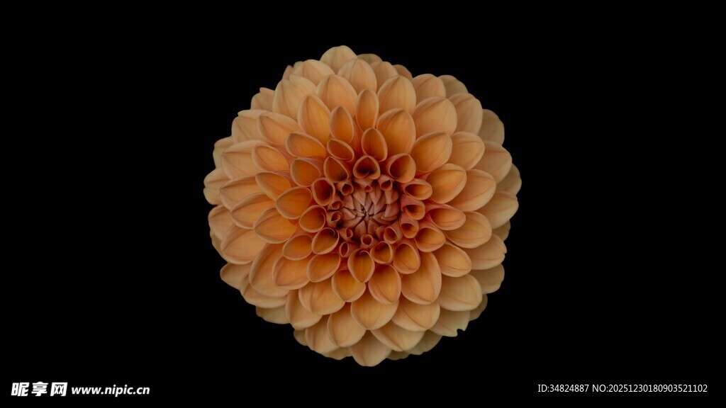 橙色大丽花特写