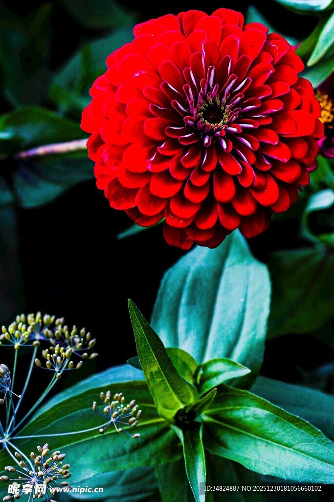 艳丽红花朵与翠绿叶片