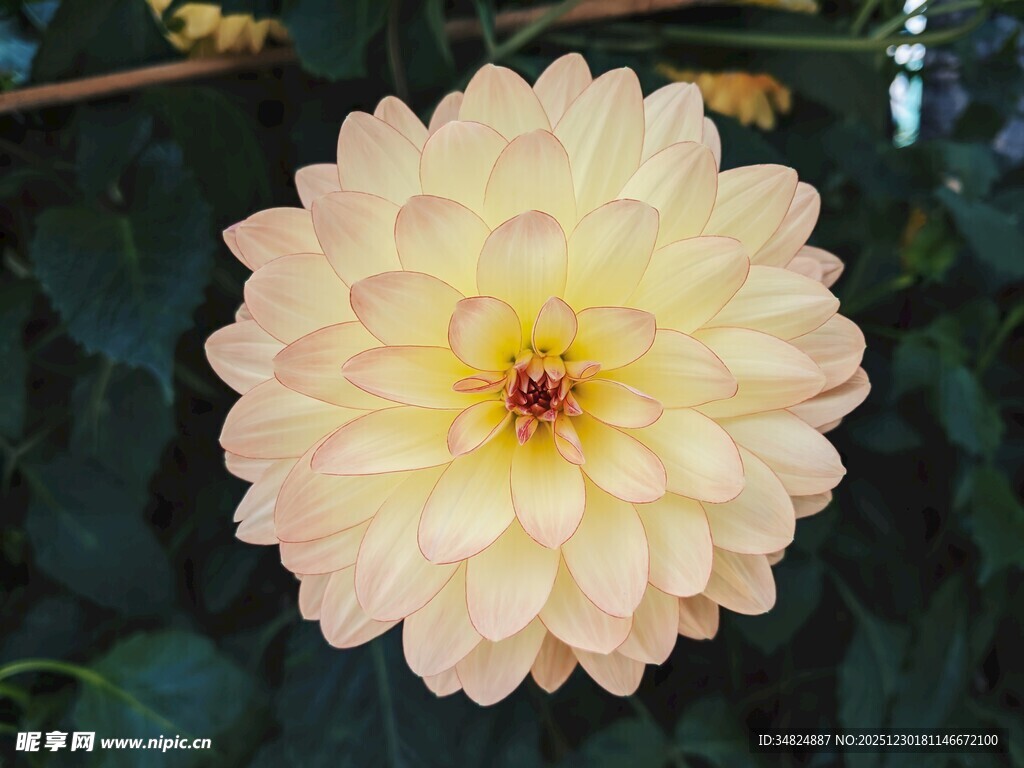 淡黄大丽花特写