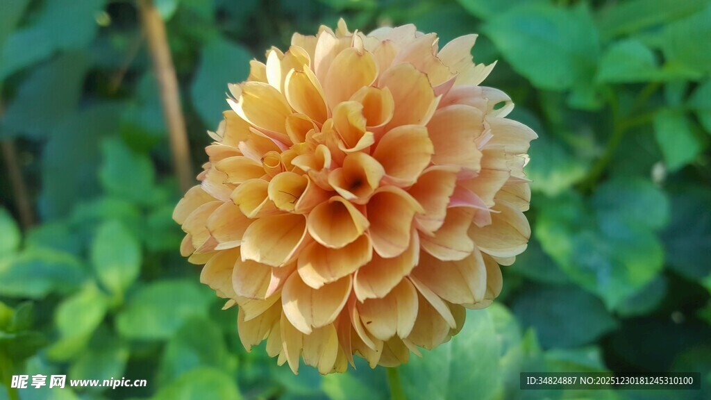 黄色大丽花特写