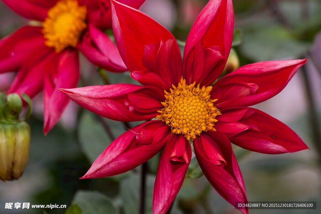 艳丽红色大丽花绽放