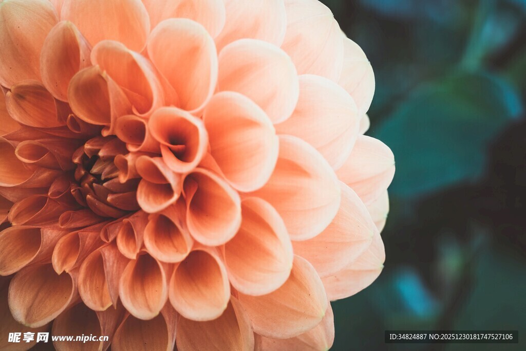 粉色大丽花特写