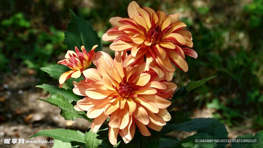 橙黄色大丽花绽放