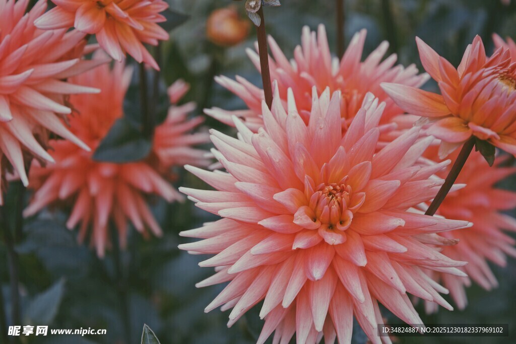 粉色大丽花绽放之美