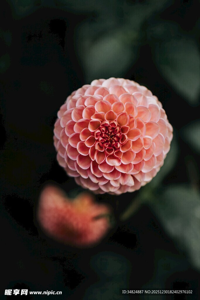 娇艳大丽花特写