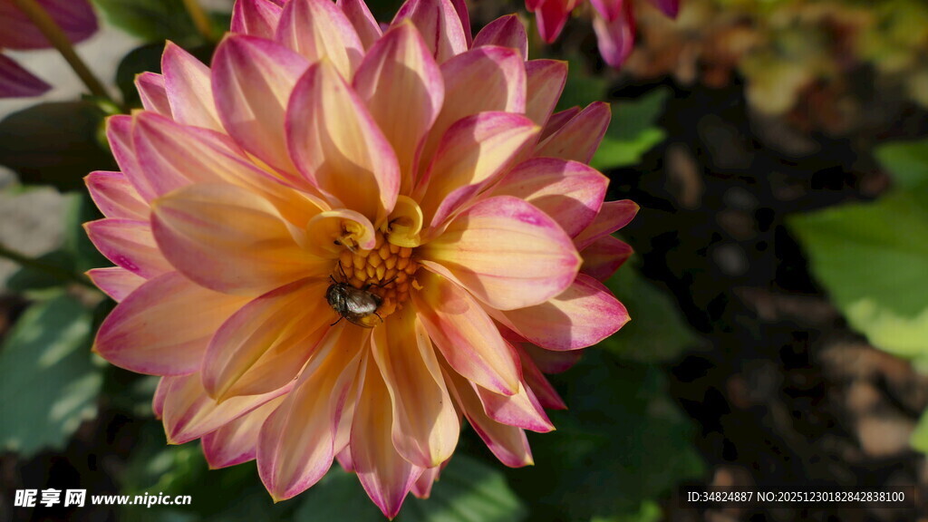 粉黄大丽花上的蜜蜂