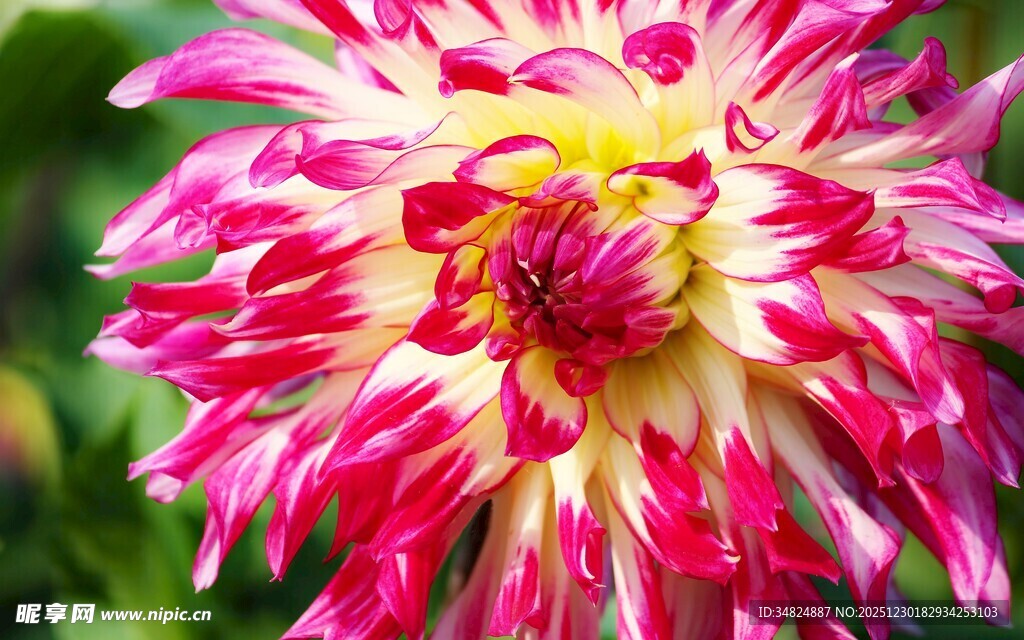 多彩大丽花绽放