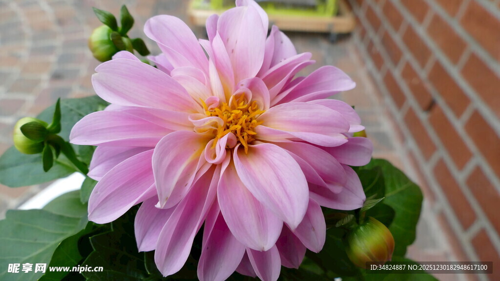 娇艳粉色大丽花特写