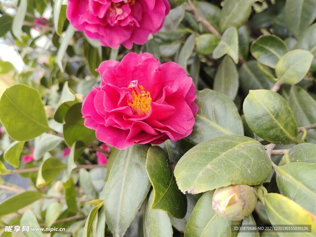 娇艳盛开的粉红色山茶花