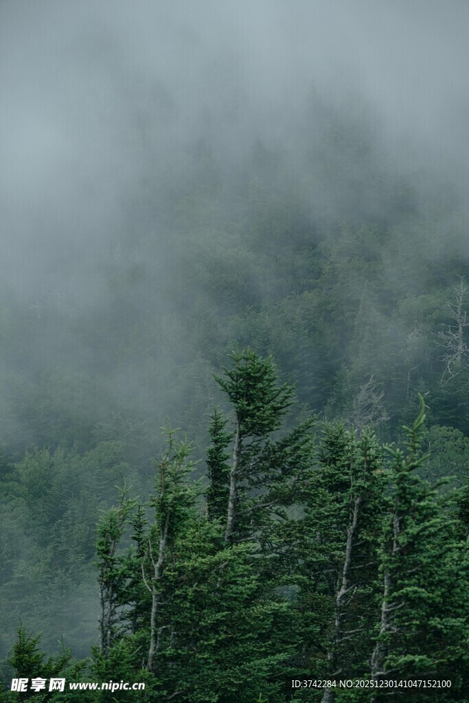 云雾缭绕的山林美景