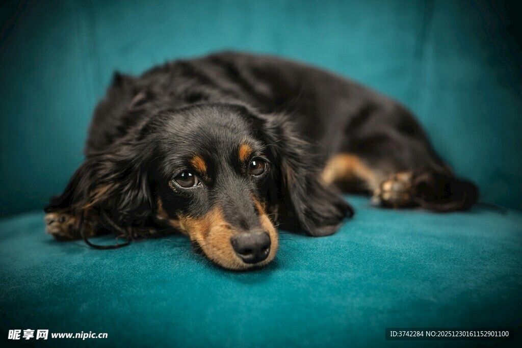 趴着的黑棕腊肠犬