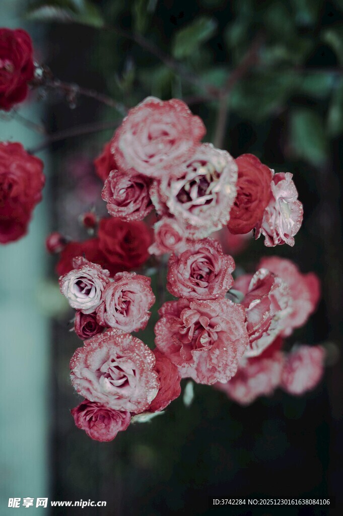 娇艳多彩的簇拥花卉