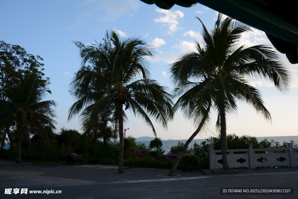 路边椰树与远处海景