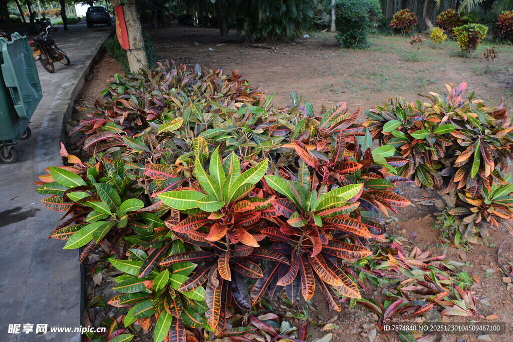 多彩斑斓的庭院植物景观