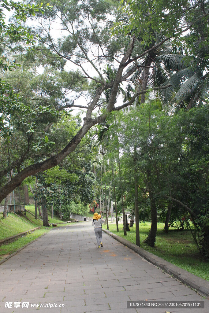 林荫小道上的骑行风景