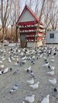 鸽群环绕的红顶小屋