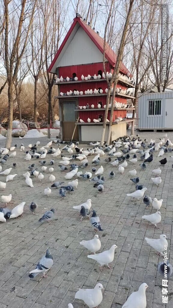 鸽群环绕的红顶小屋