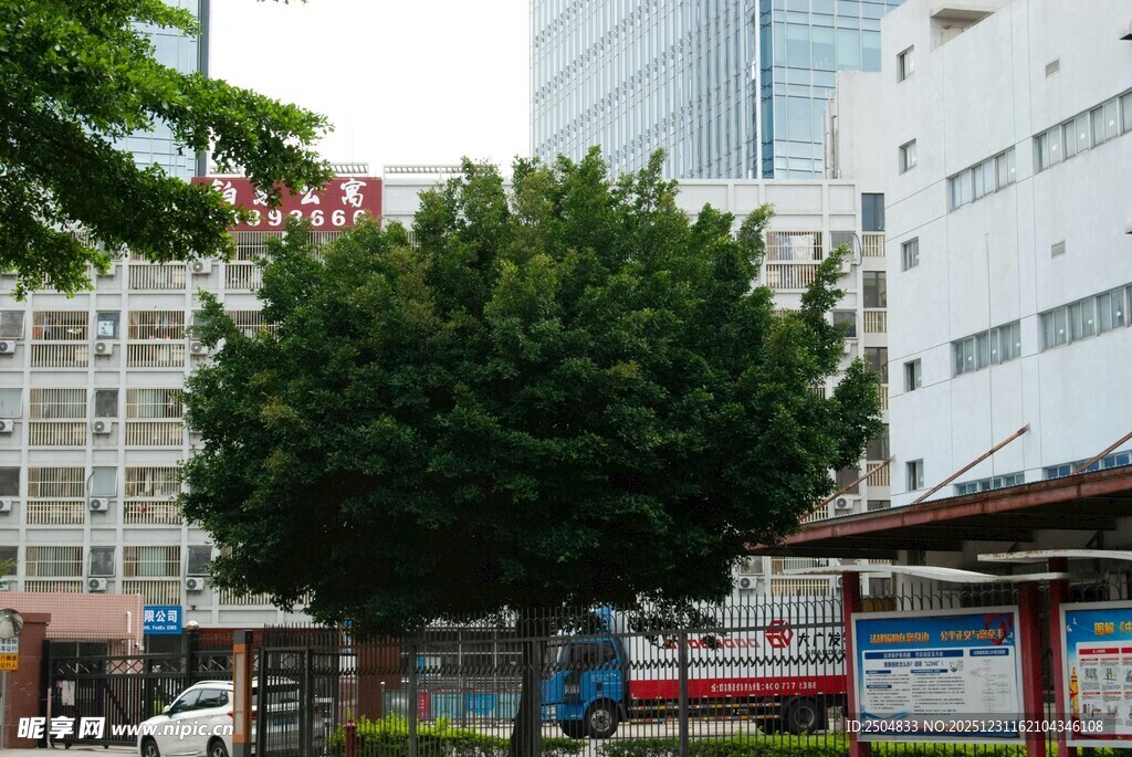 城市街边绿树与高楼景象