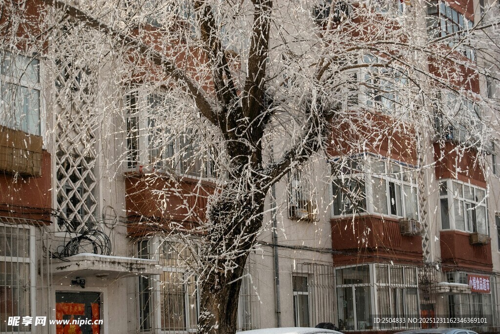 冬日雪覆树木与建筑景观