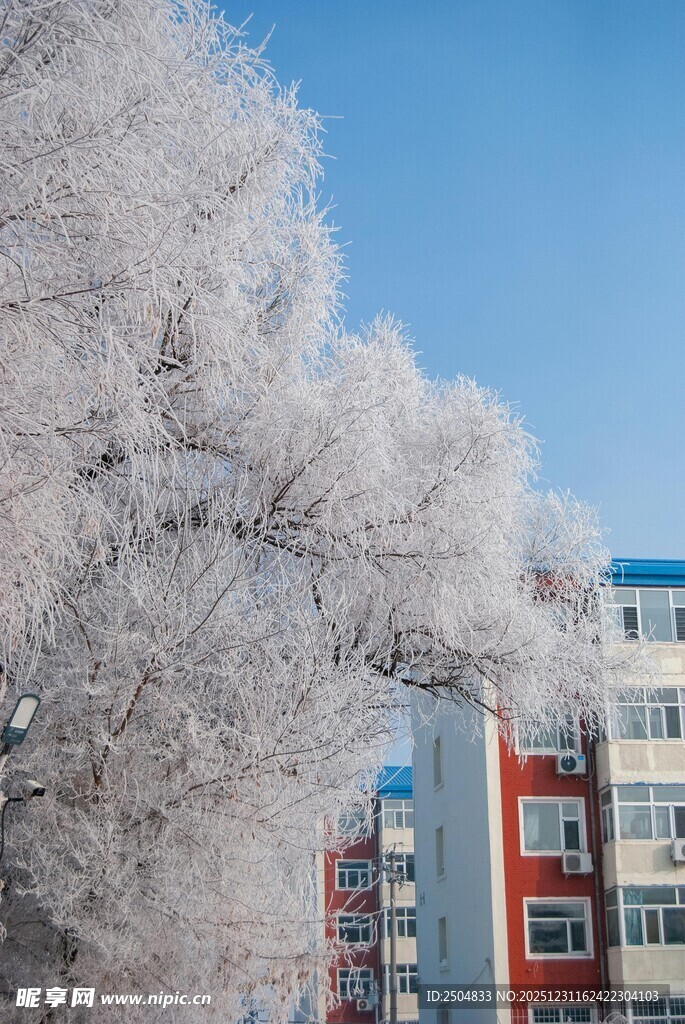 冬日雪覆树木与建筑