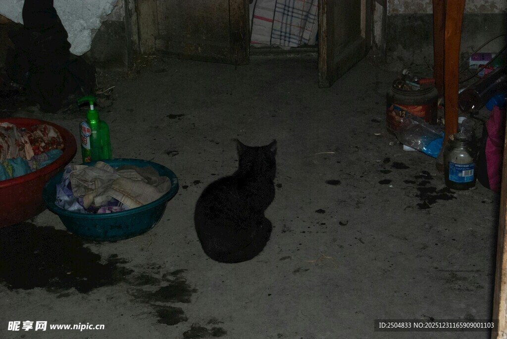 室内角落的黑猫与杂物