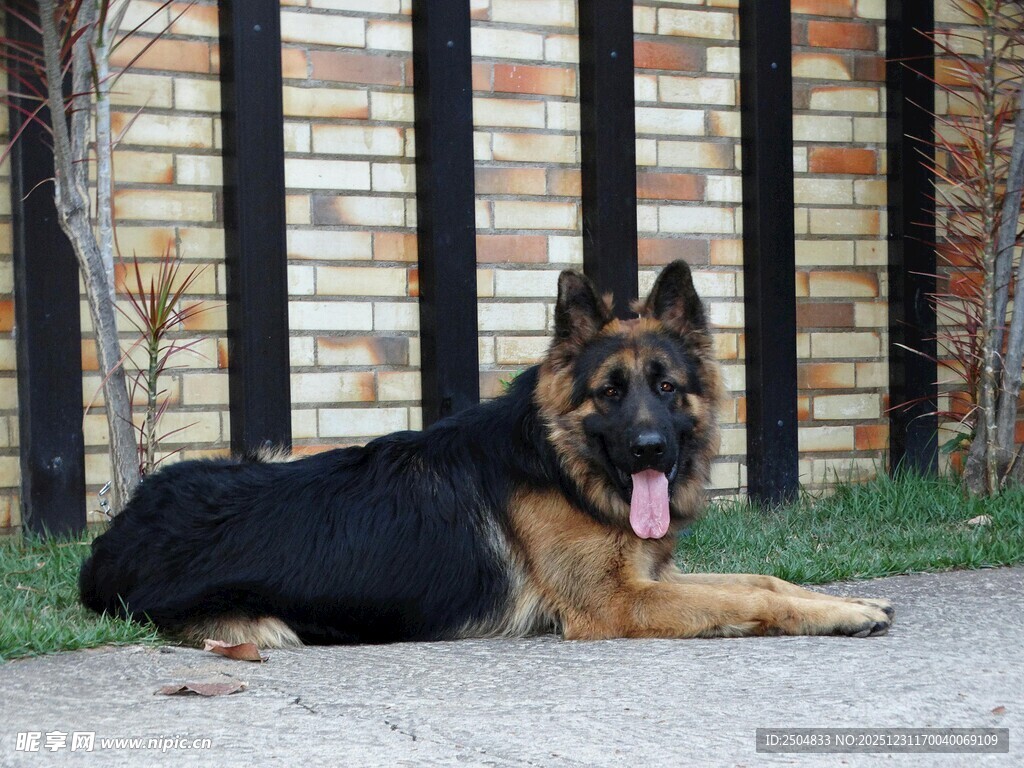 德国牧羊犬悠闲趴卧