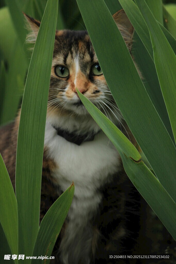 草丛中探出头的可爱猫咪