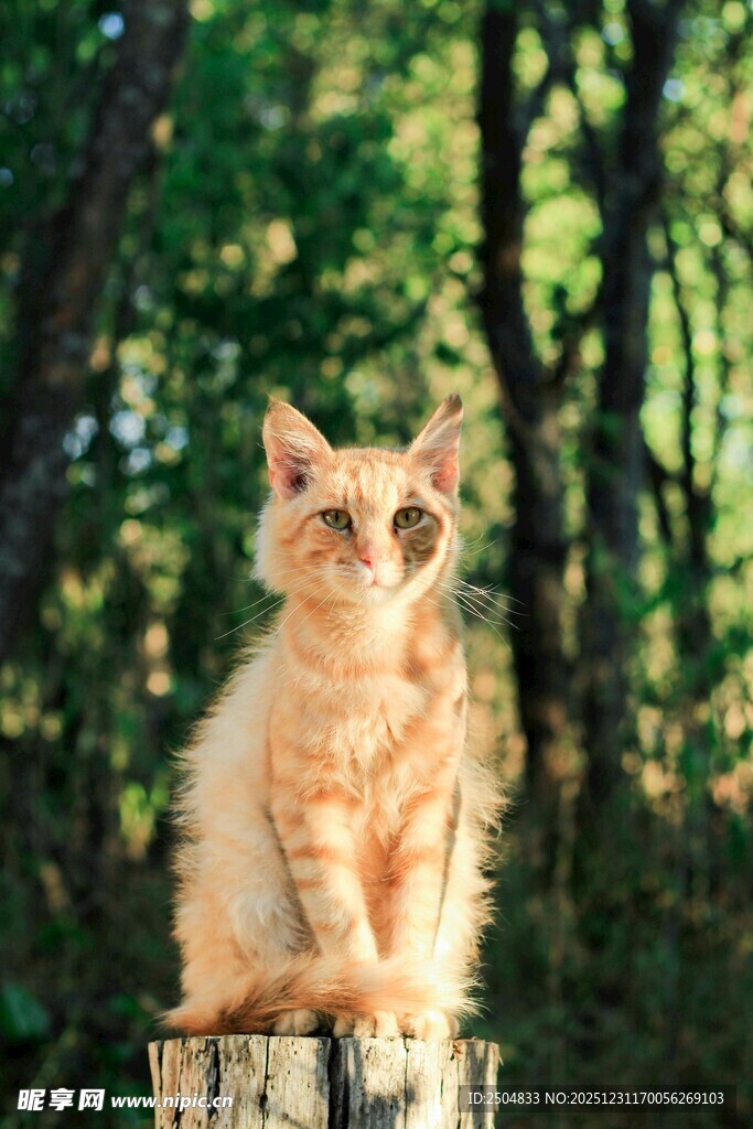 林间木桩上的橘色猫咪