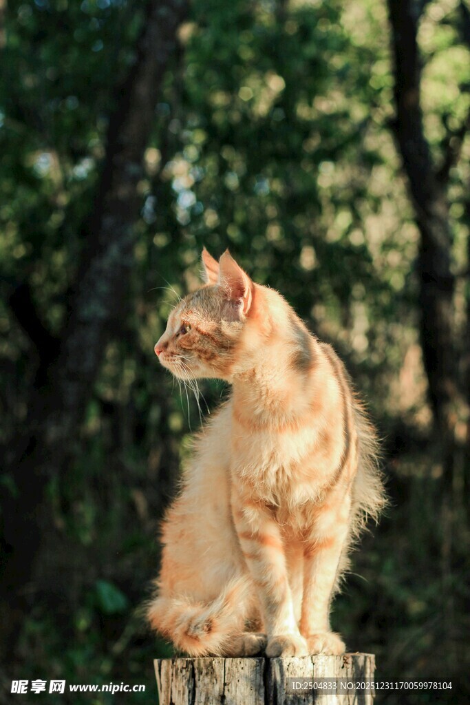 橘猫坐树桩眺望