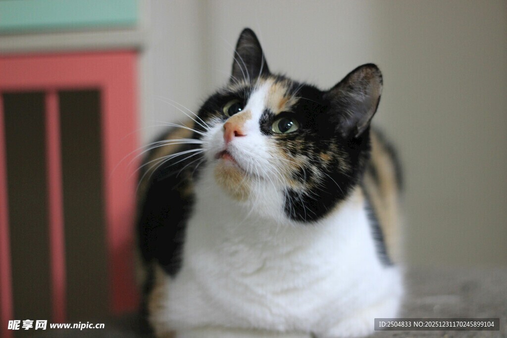 三色猫抬头好奇张望