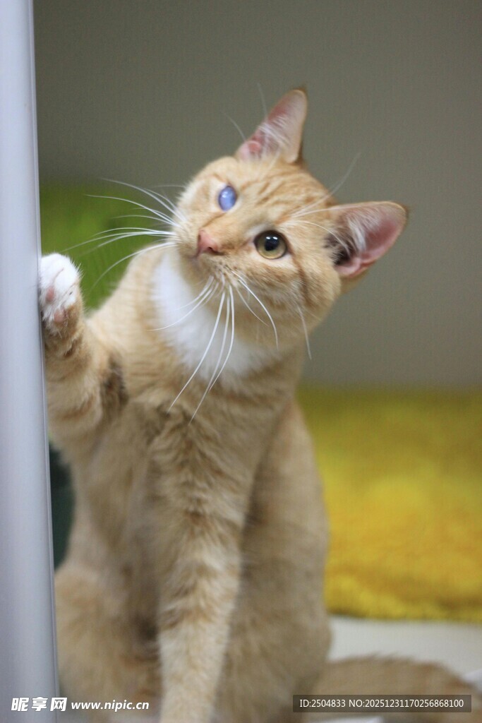 好奇猫咪扒门张望