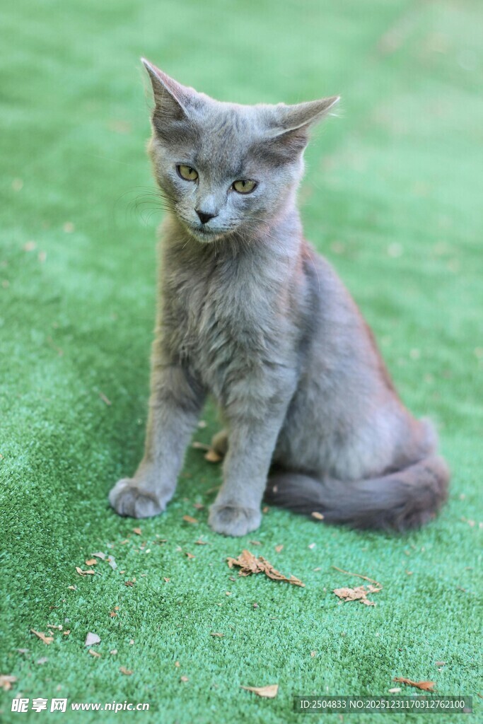 灰猫端坐绿草地