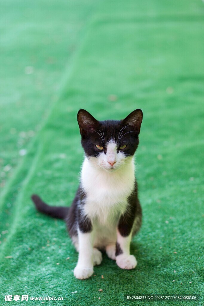 黑白小猫坐于绿毯上